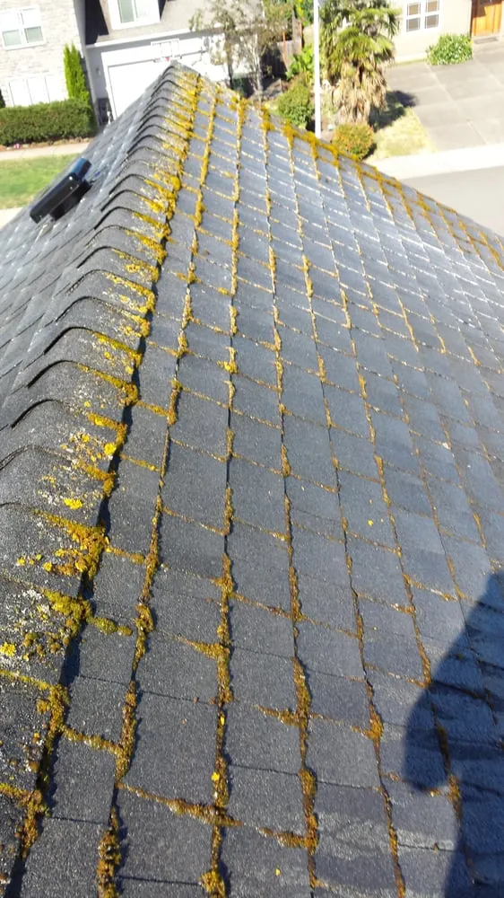 Slide of Green and Clean Moss Removal