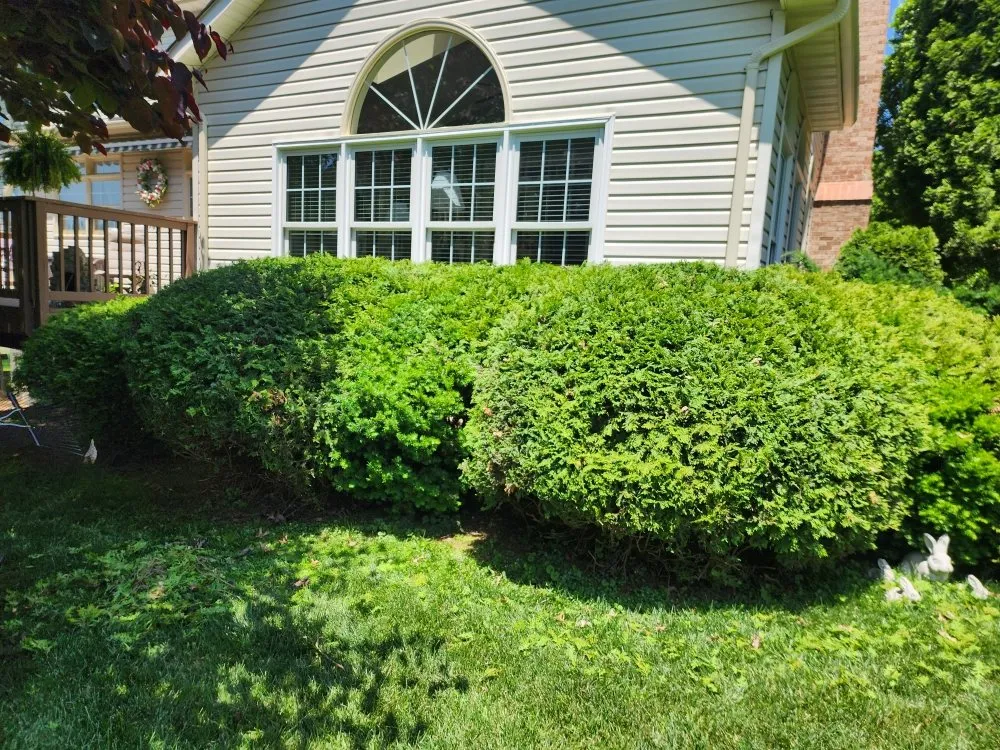 Slide of Green Care Tree & Landscaping