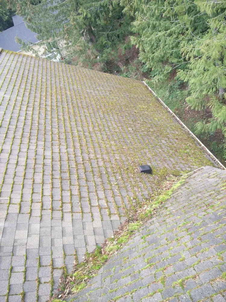 Slide of Green Roof and Gutter Cleaning, Bellingham