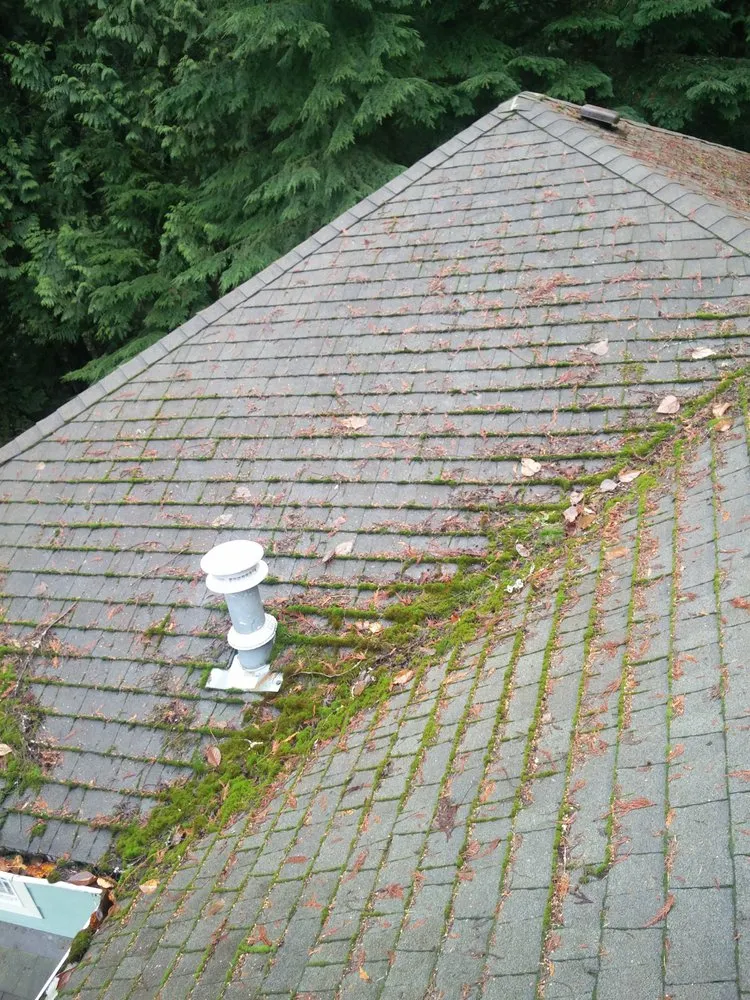 Slide of Green Roof and Gutter Cleaning, Bellingham