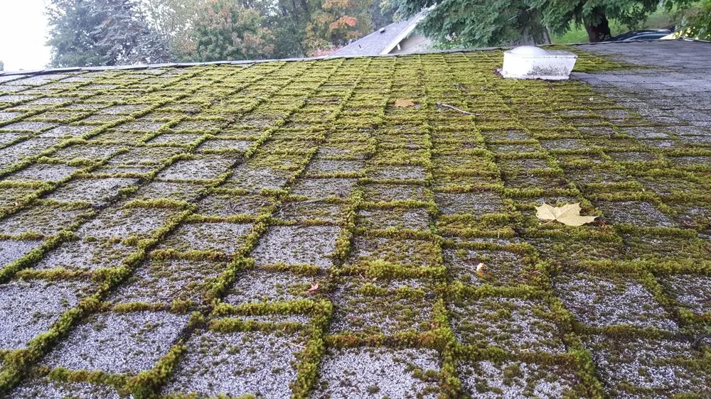 Slide of Green Solutions Roof Maintenance
