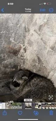 Guardian Chimney Sweep Logo