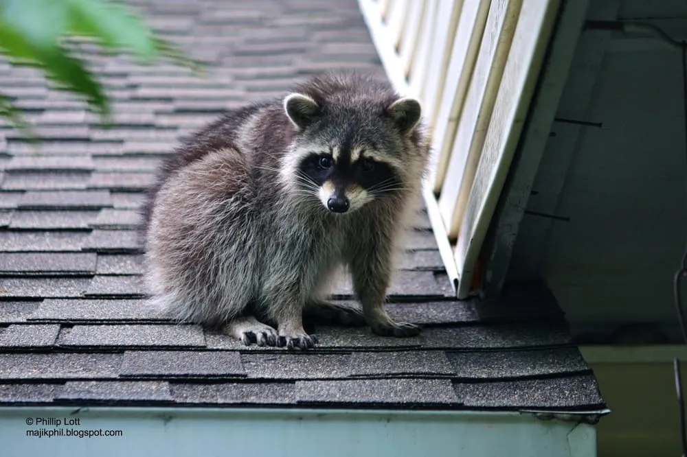 Slide of Gunslinger's Roofing