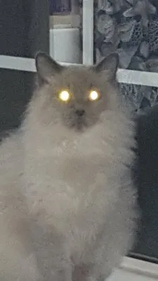 Halls Roofing and Remodeling Logo