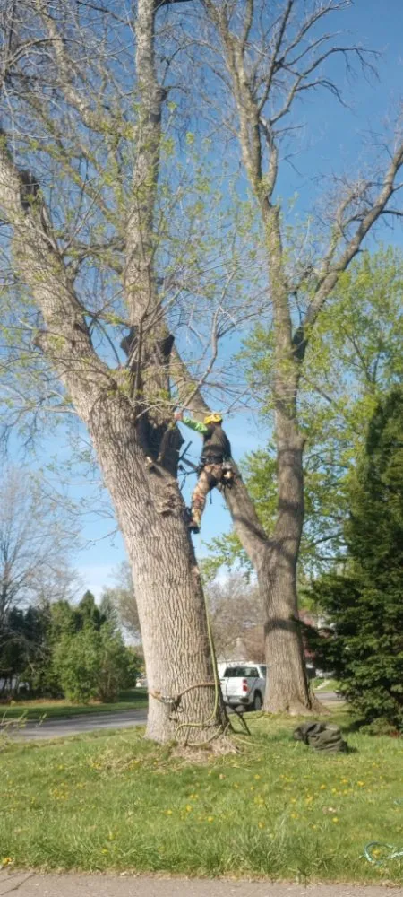 Slide of Ham Tree Service