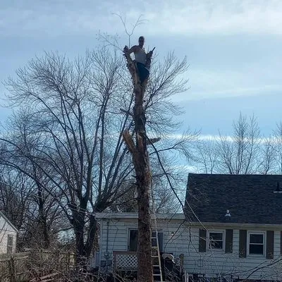 Ham Tree Service