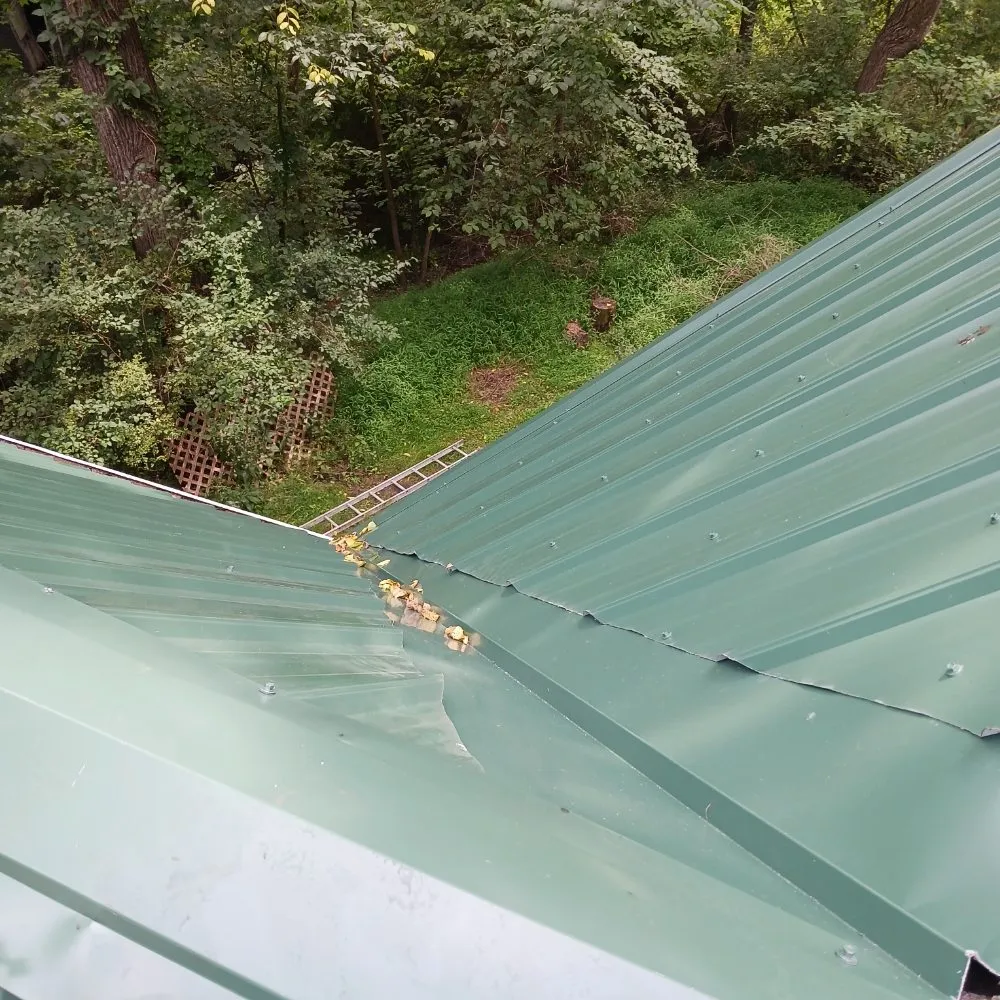 Slide of Handyman Frenchie