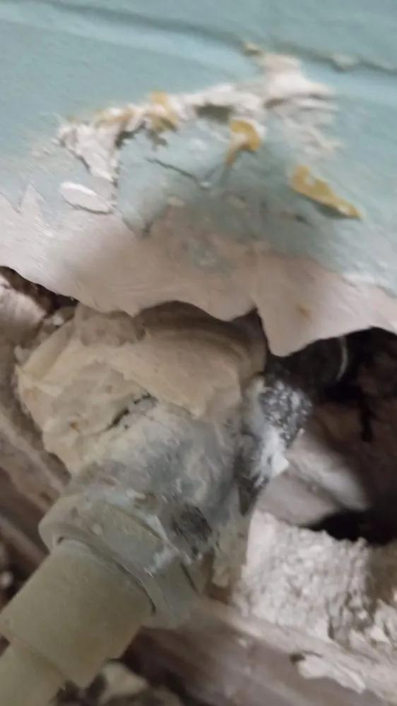 Slide of Handyman Frenchie