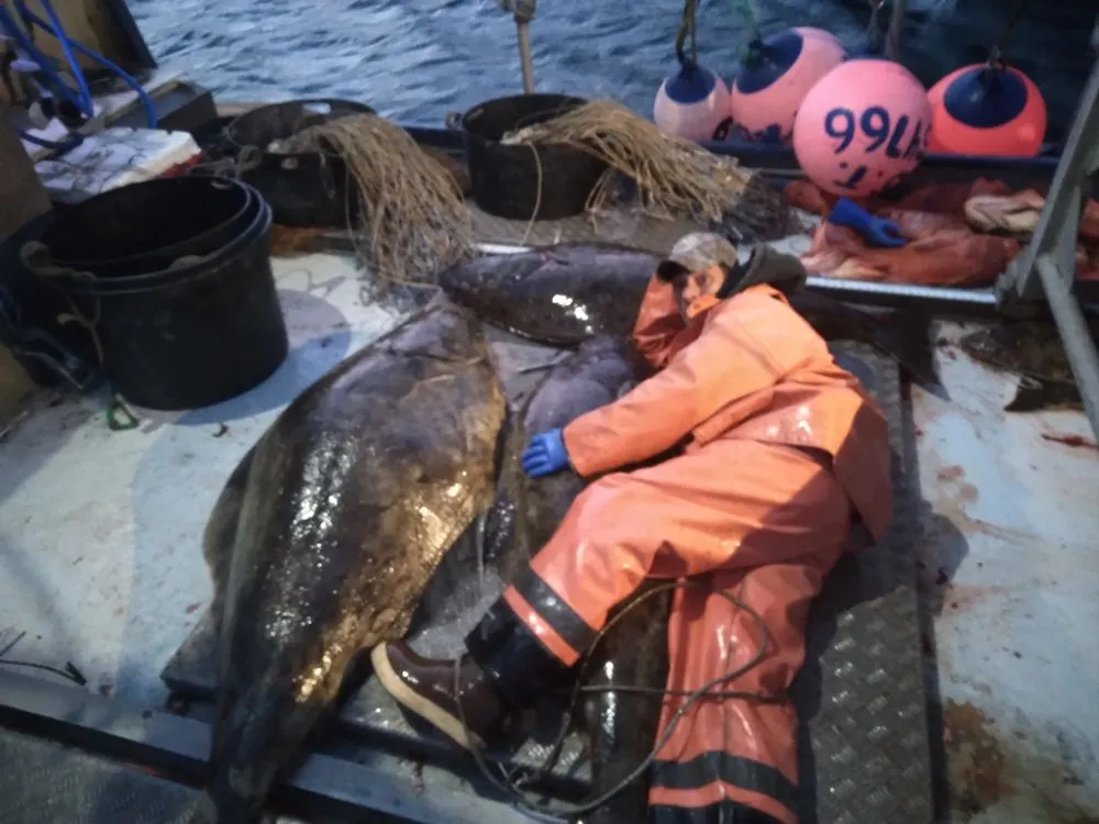 Slide of Hapa Handyman Services