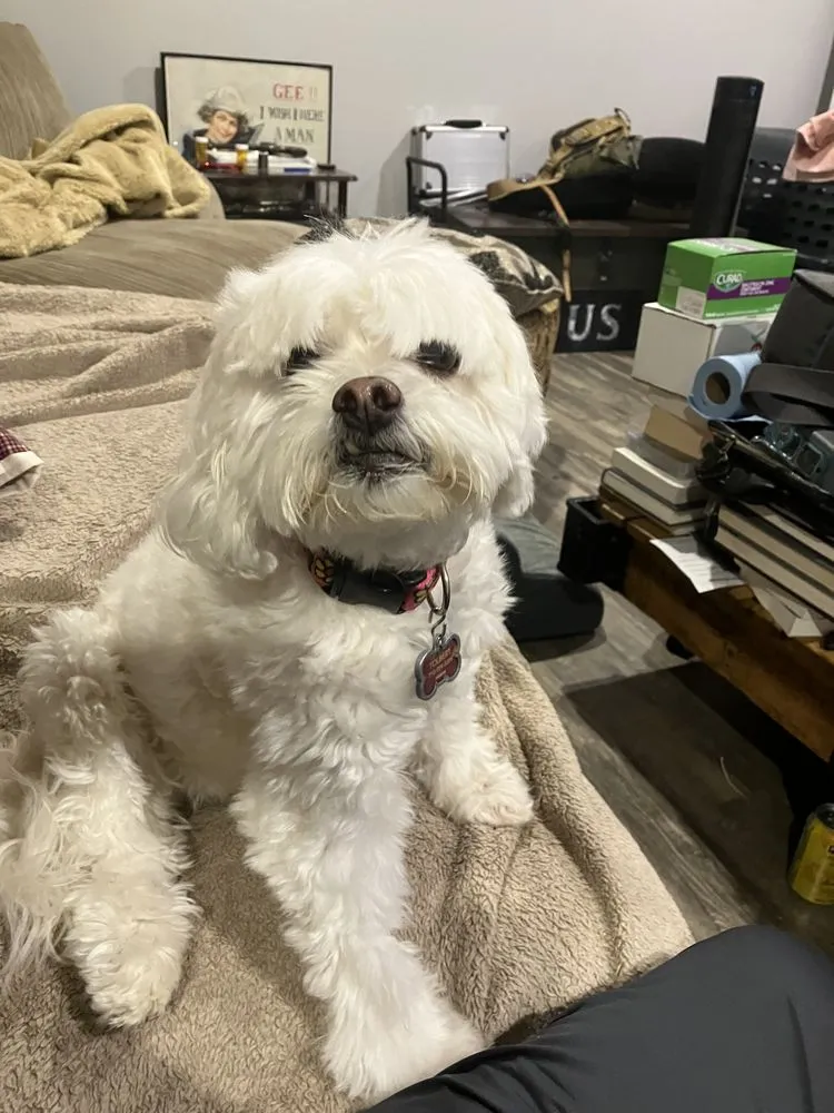 Top-rated metal roofing installation in Talking Rock, GA by Hardcore Roofing & Construction