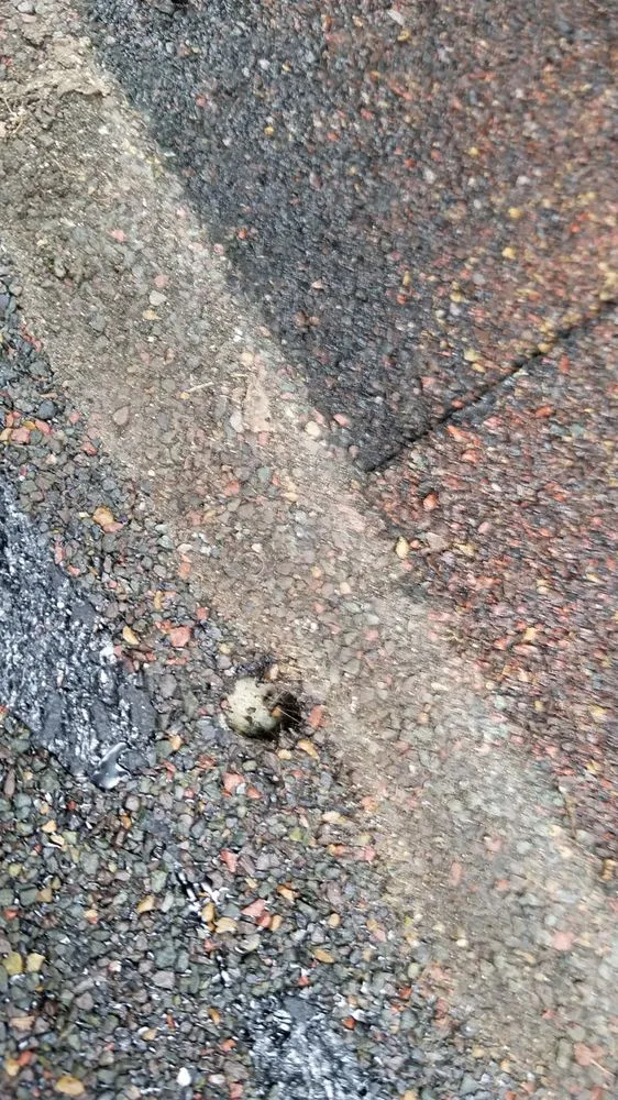 Slide of Highlander Construction