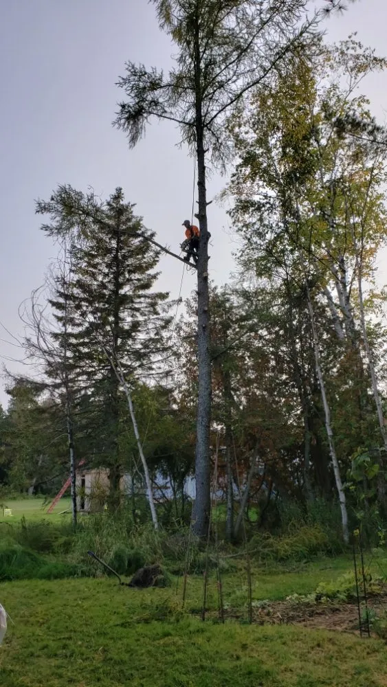Local shingle roofing service in Sault Ste Marie, MI - Huskey Brothers Professional Tree Removal