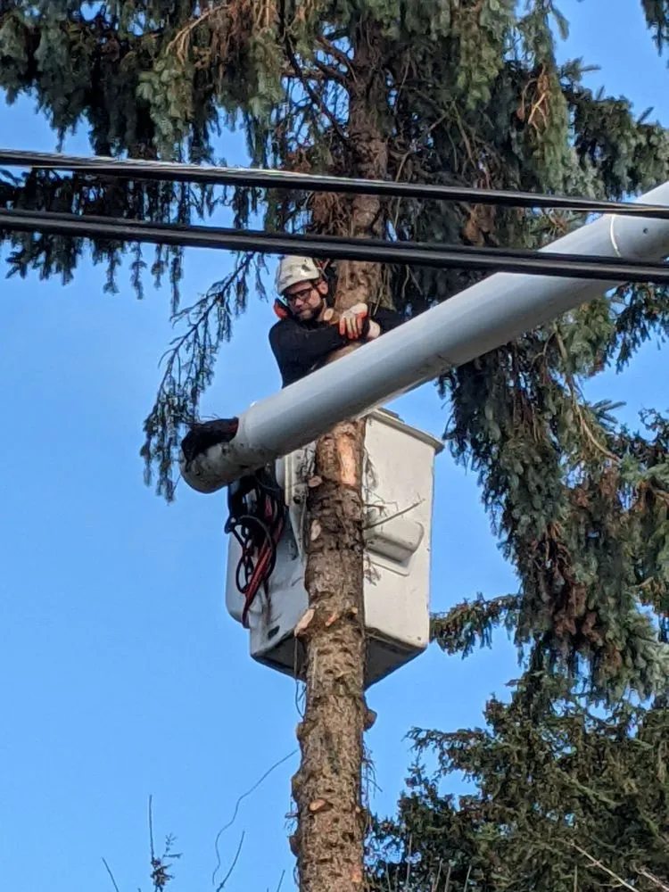 Slide of Infinity Tree Services