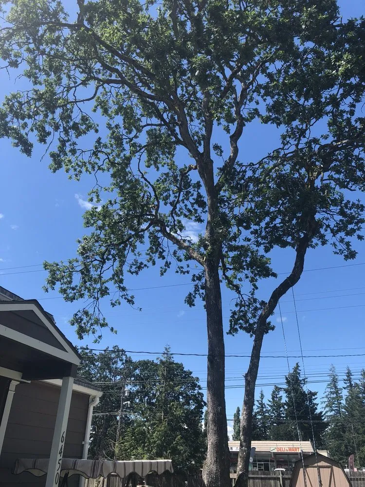 Slide of Infinity Tree Services