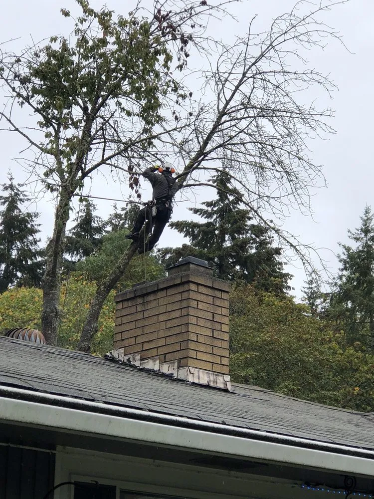 Slide of Infinity Tree Services