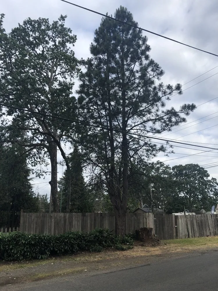 Slide of Infinity Tree Services