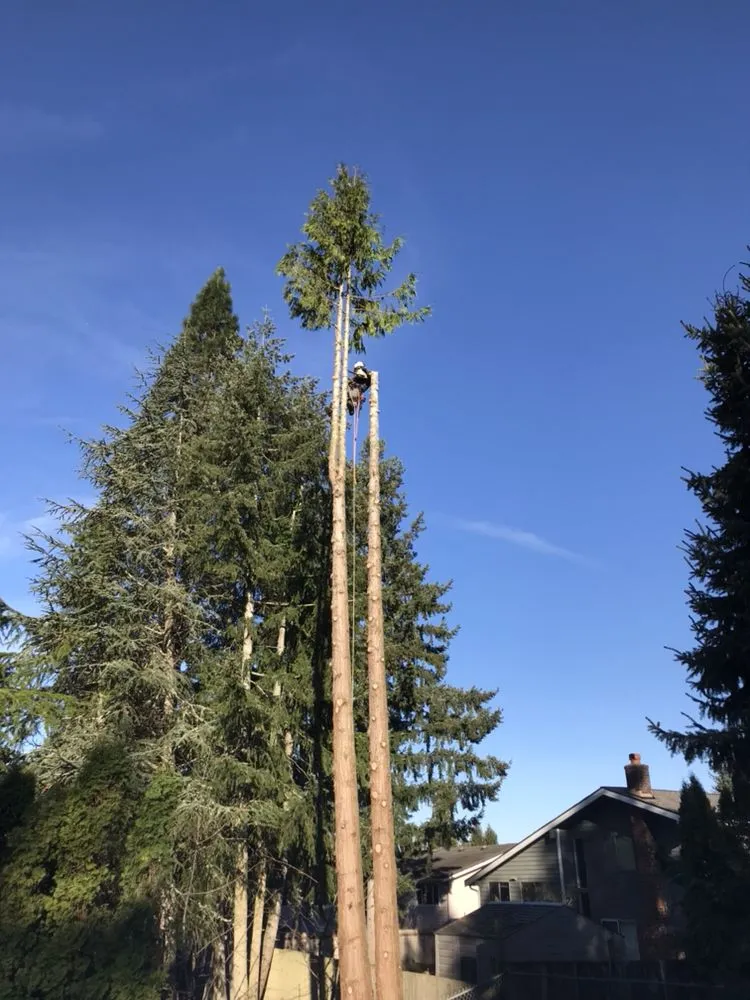 Slide of Infinity Tree Services