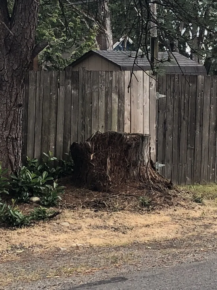 Slide of Infinity Tree Services