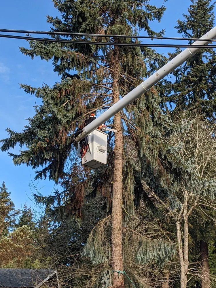 Slide of Infinity Tree Services