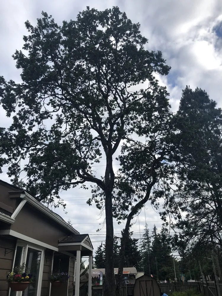 Slide of Infinity Tree Services