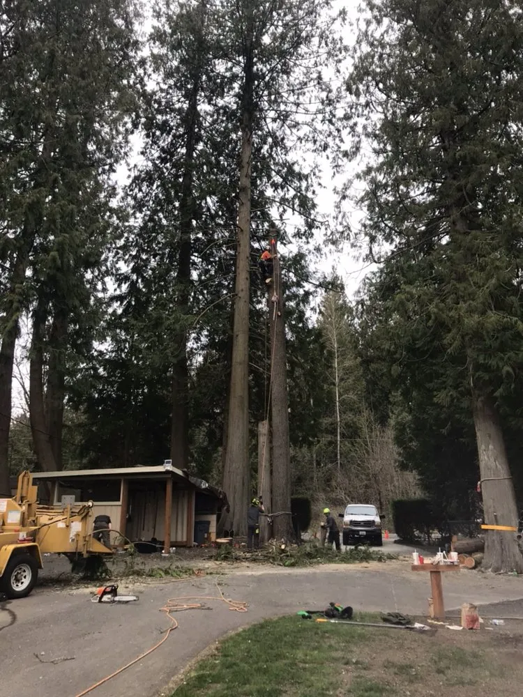 Slide of Infinity Tree Services