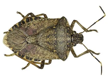 Slide of Interlock Metal Roofing - Washington