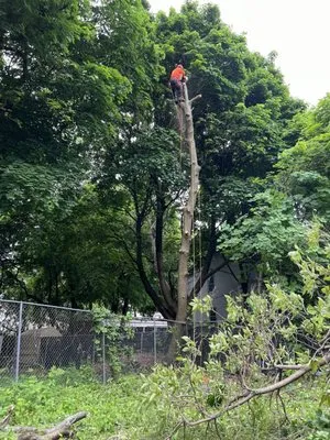 Jairo's Tree Service Logo