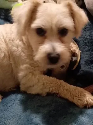 JJ Construction Logo