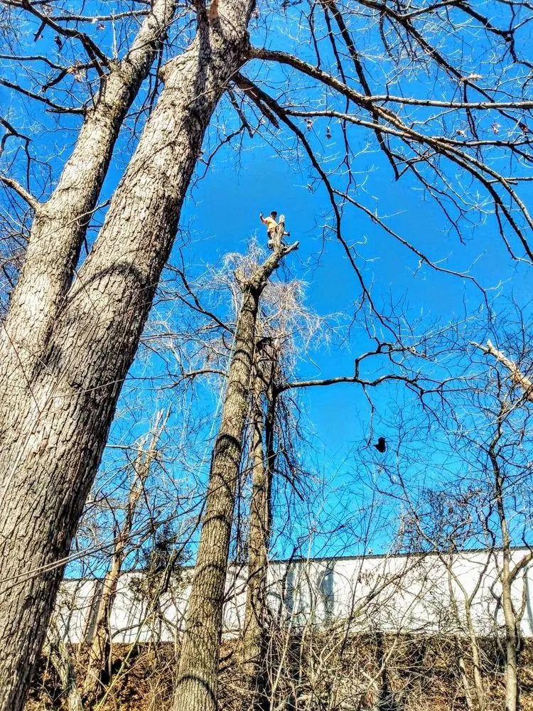 Slide of JL Tree Service and Roofing