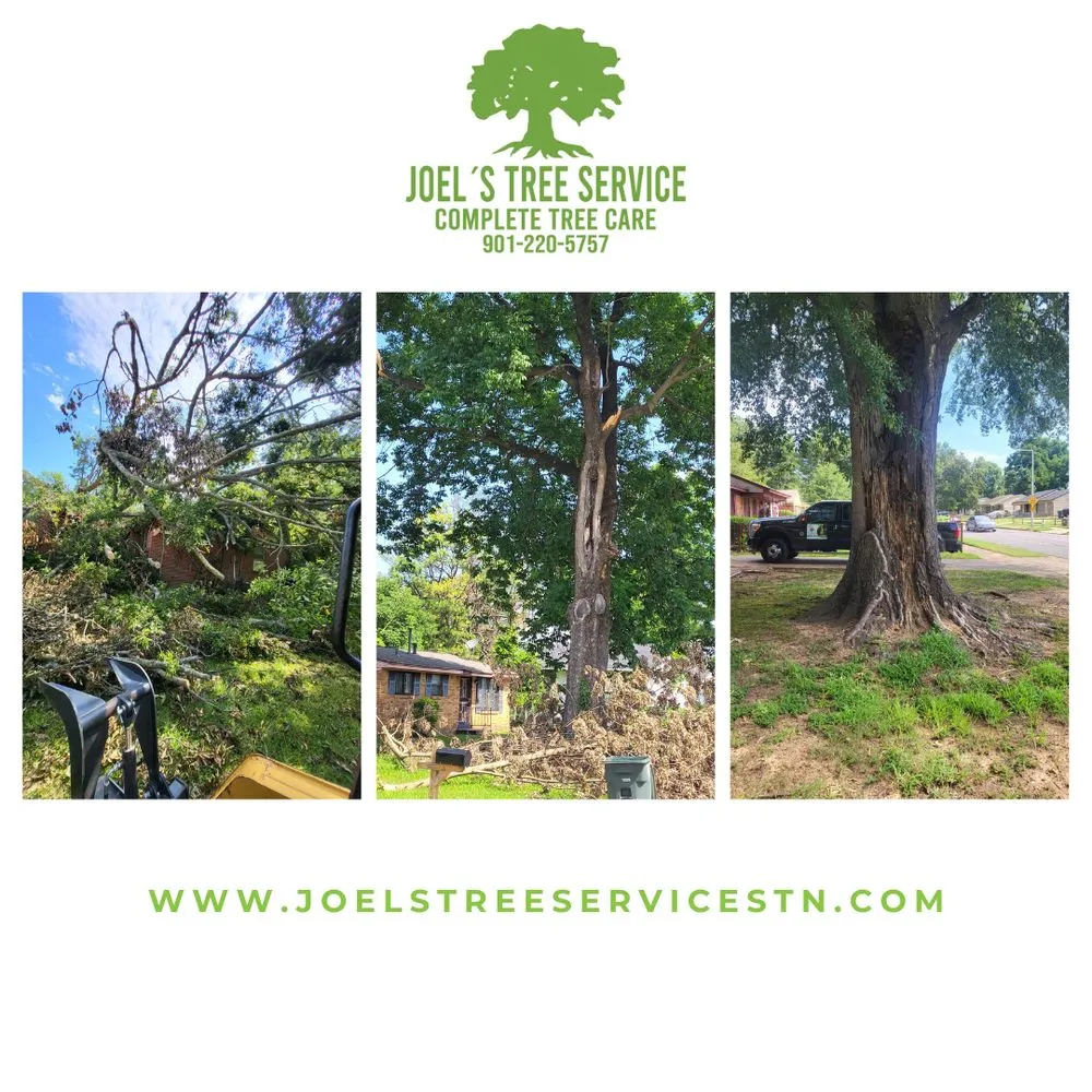 Slide of Joel´s Tree Services