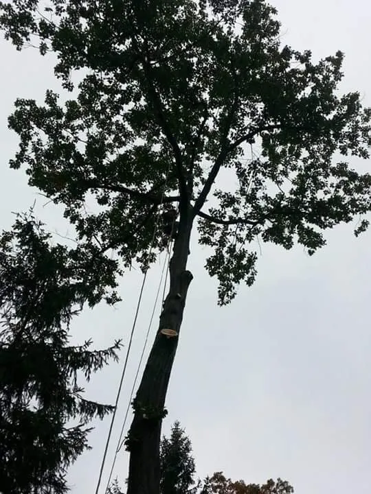 Slide of Joel´s Tree Services