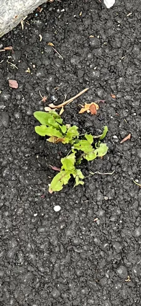 Slide of John Dominick Cusumano