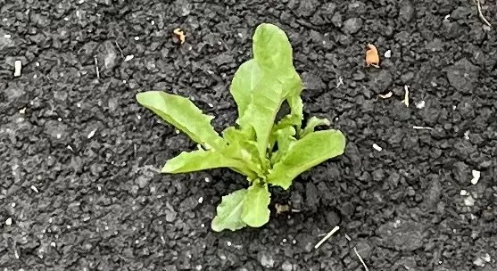 Slide of John Dominick Cusumano