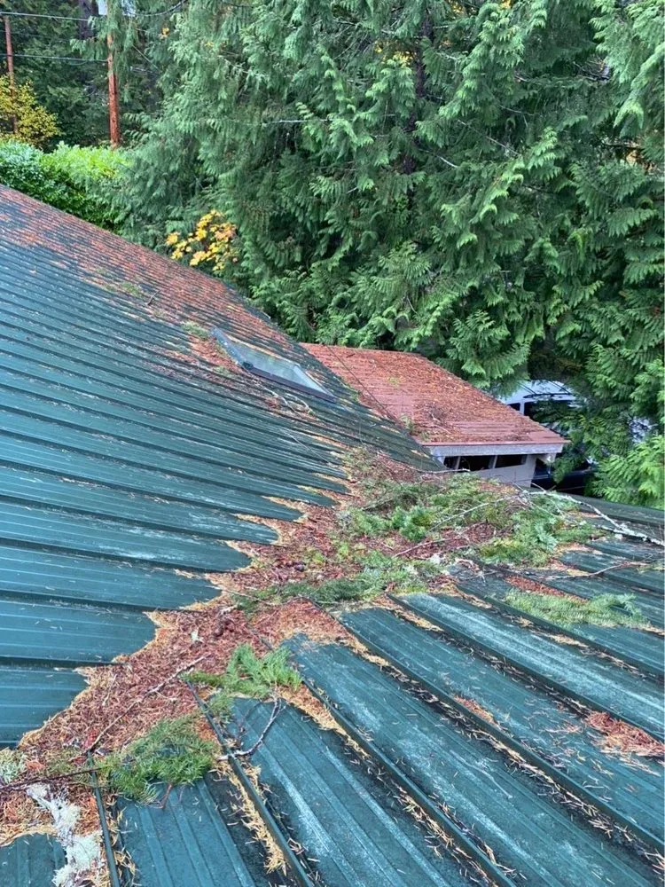 Slide of Johnny Tsunami