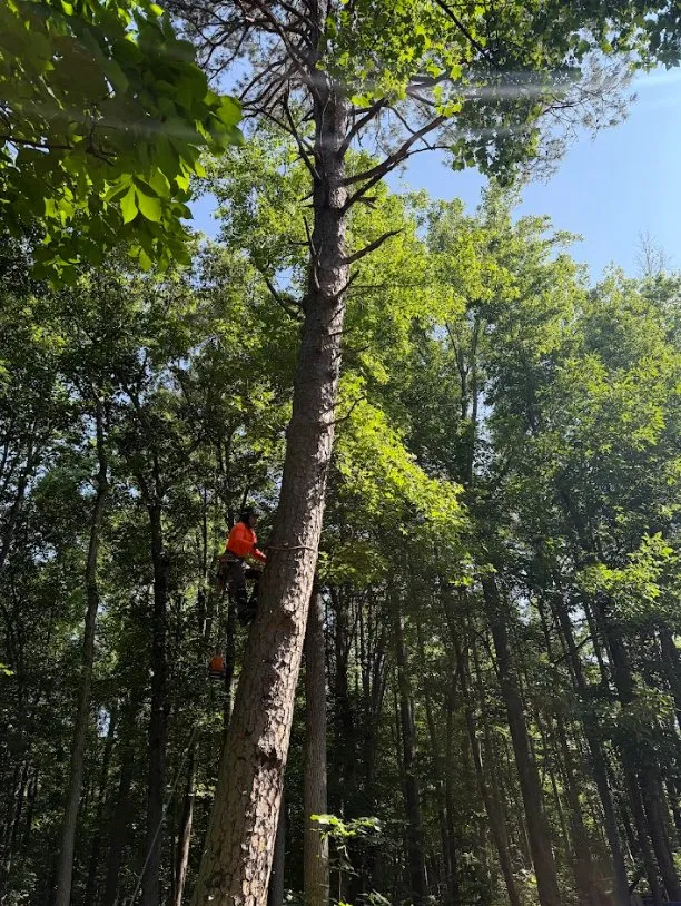 Slide of Joseph Tree Service