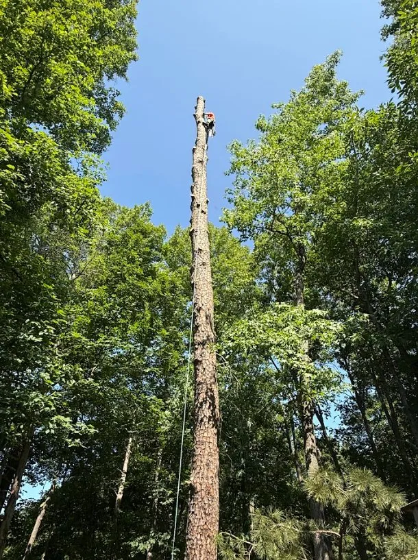 Slide of Joseph Tree Service