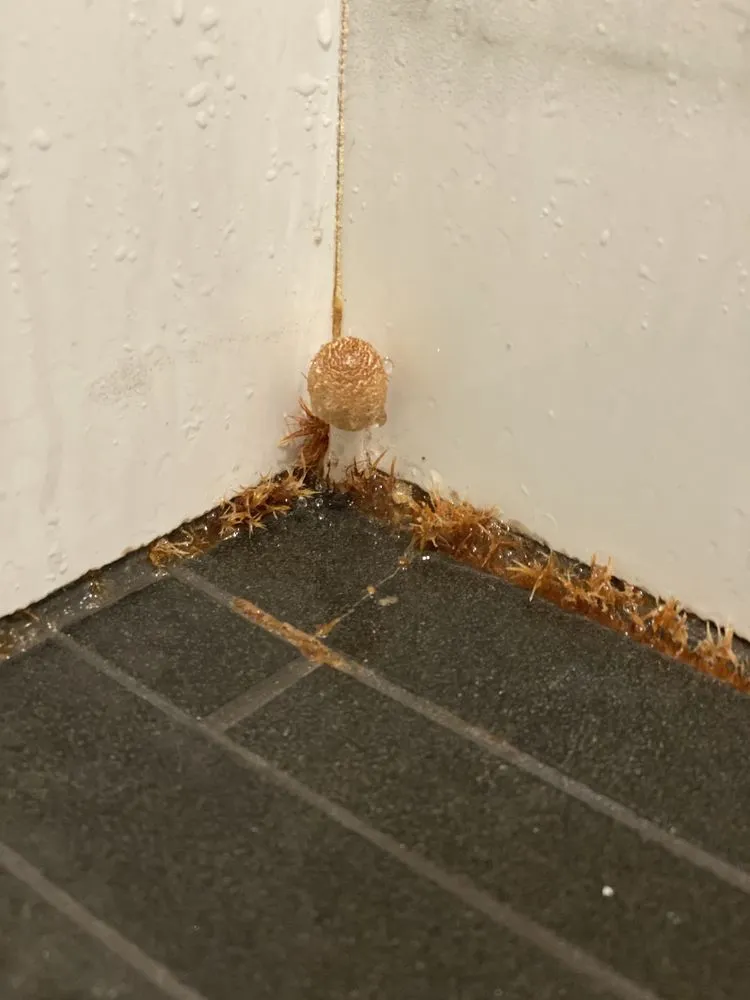 Slide of KaneCo Builders