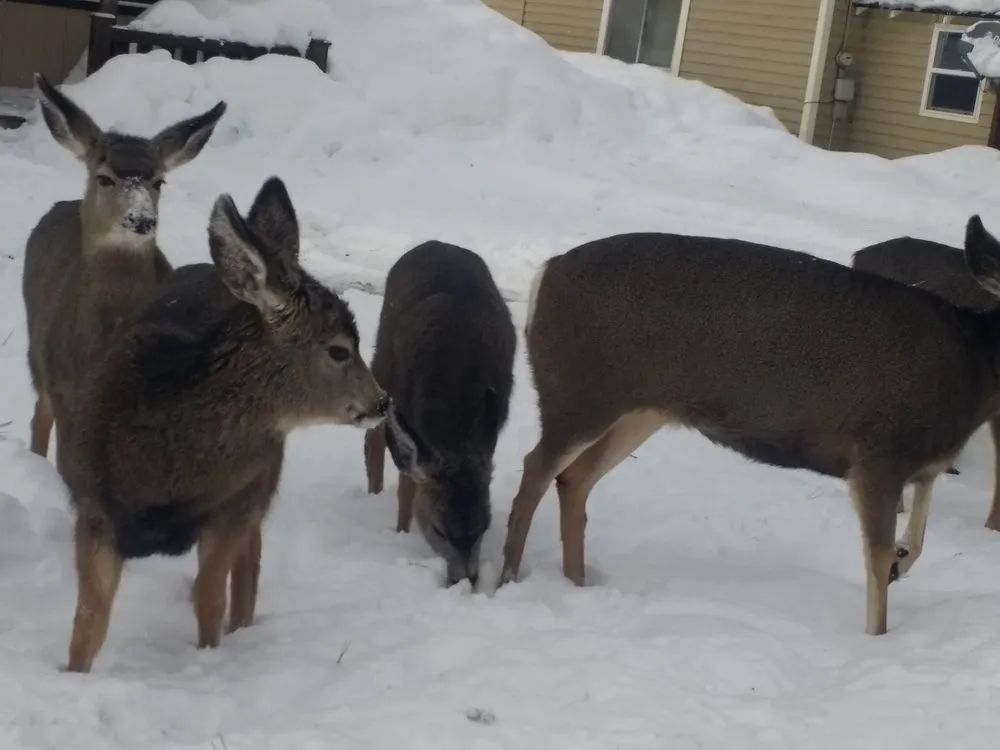 Slide of Kauffman Construction
