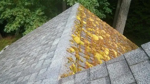 Slide of Kitsap Moss Removal