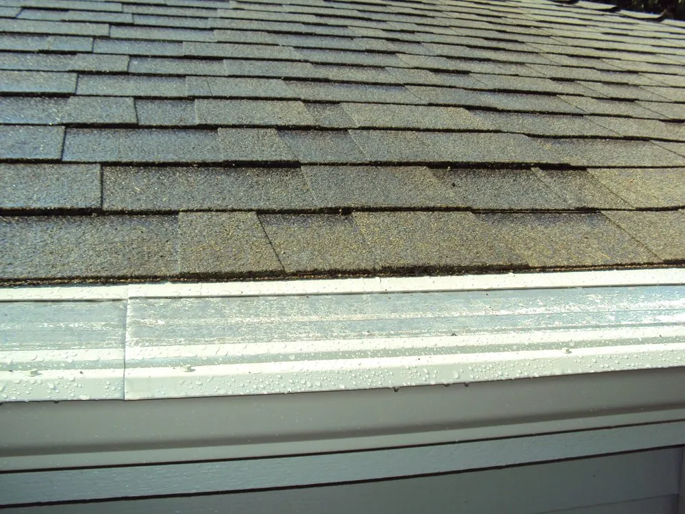 Slide of Leafless in Seattle