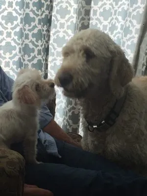 Let It Rain Roofing Logo