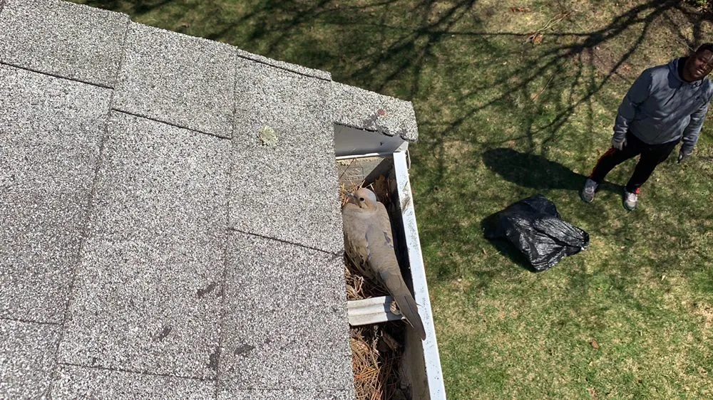 Slide of Levi Gutter Solution