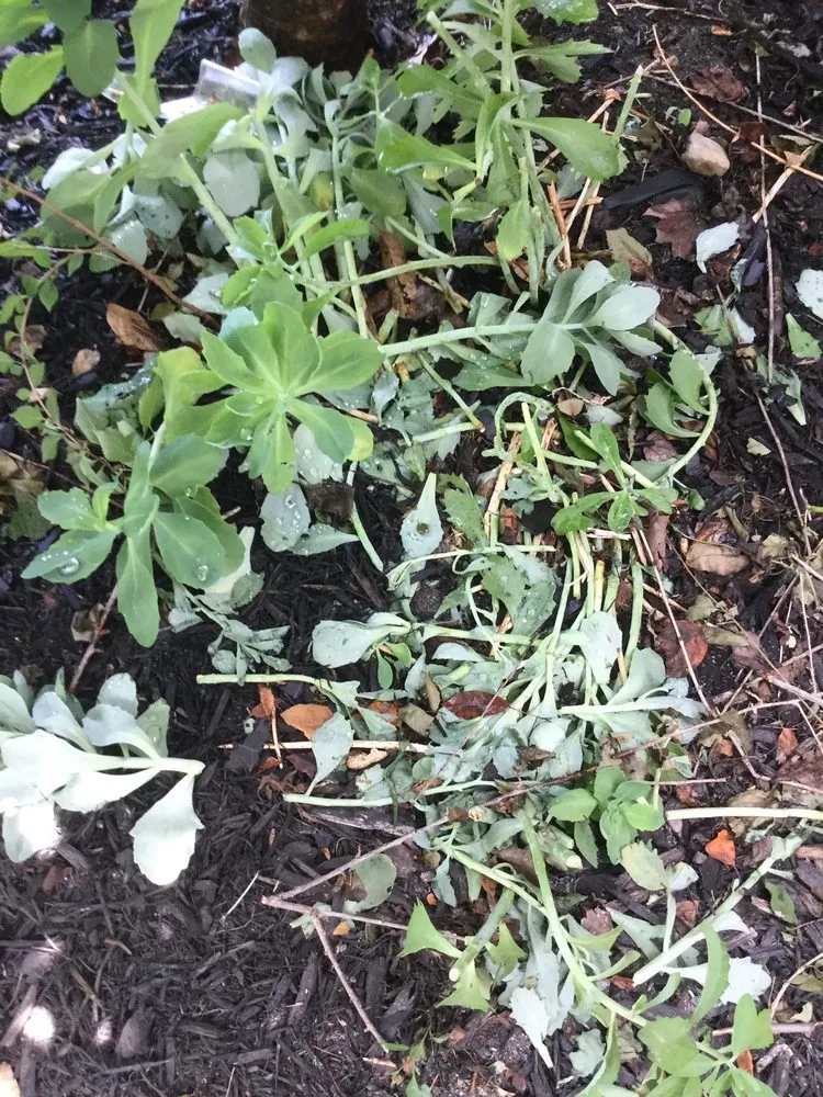 Slide of Liberty Restoration