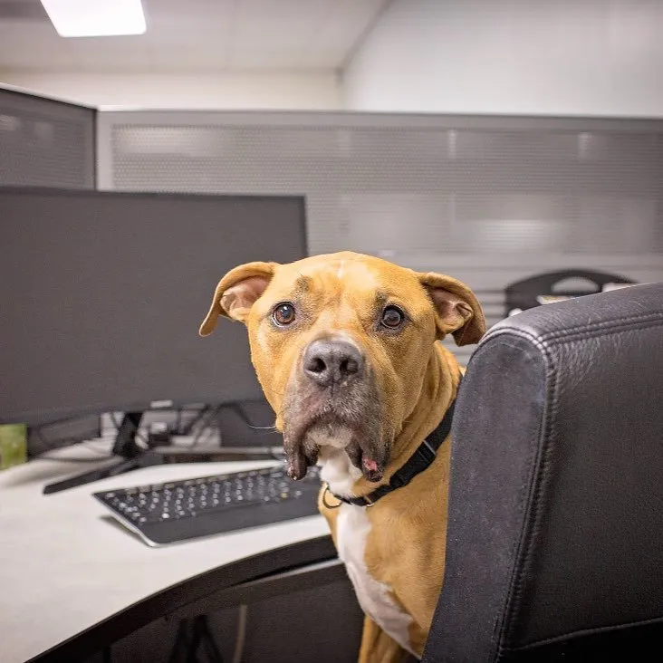 Slide of Lifetime Roofing & Renovation