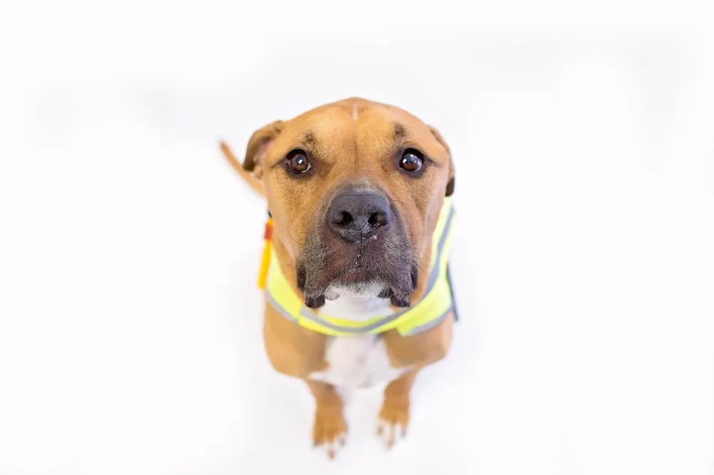 Slide of Lifetime Roofing & Renovation