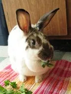 Slide of Lobo De Atlanta Construction