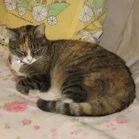 Slide of Lobo De Atlanta Construction