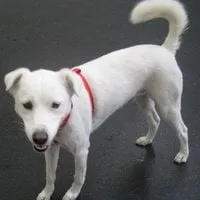 Slide of Lobo De Atlanta Construction