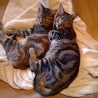 Slide of Lobo De Atlanta Construction