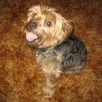 Slide of Lobo De Atlanta Construction